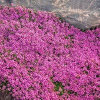 Thymus praecox 'Coccineus' Creeping Red Thyme