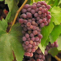 Ives Seedless Grape
