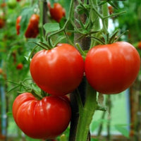 Tomato Plant 'Rutgers'