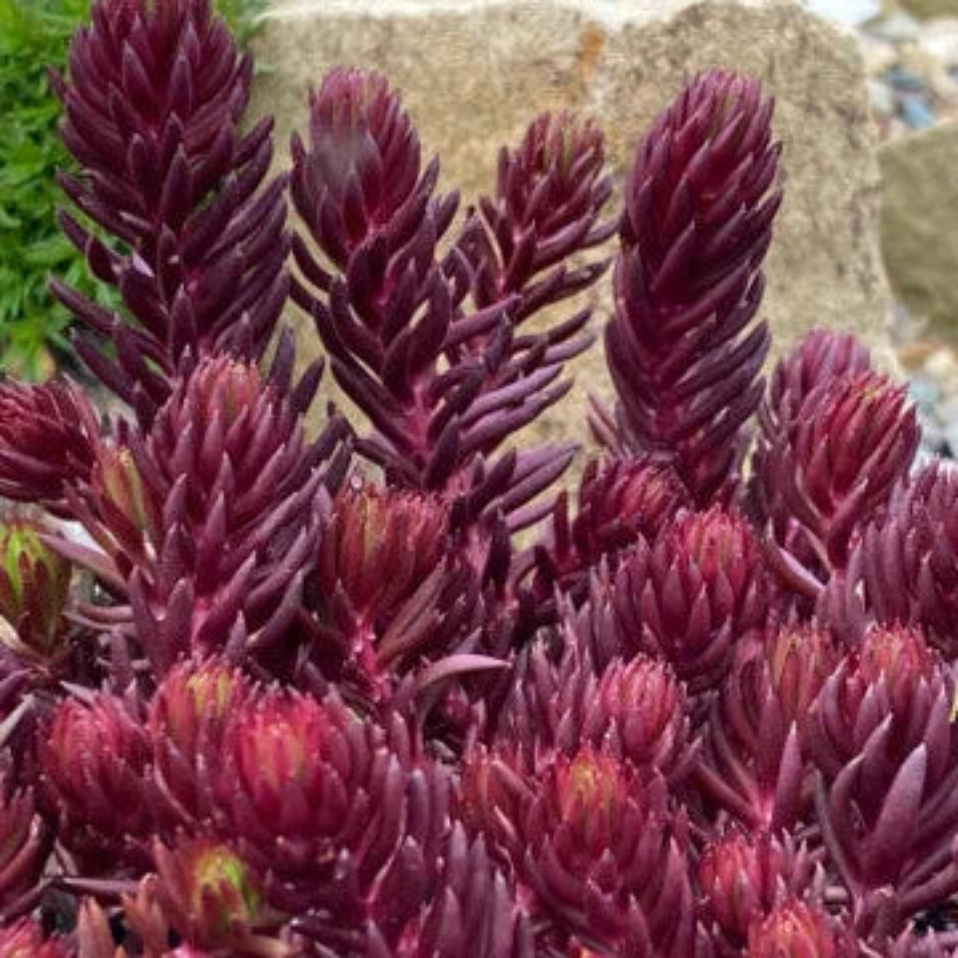 Sedum Tight and Tidy™ Red Angelina™