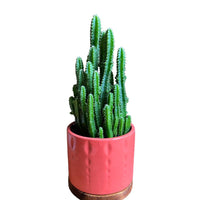 Gorgeous Live Fairy Cactus in Pot of your Choice