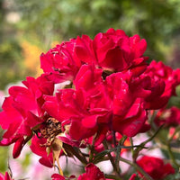 Red Drift Rose (Tree Form)