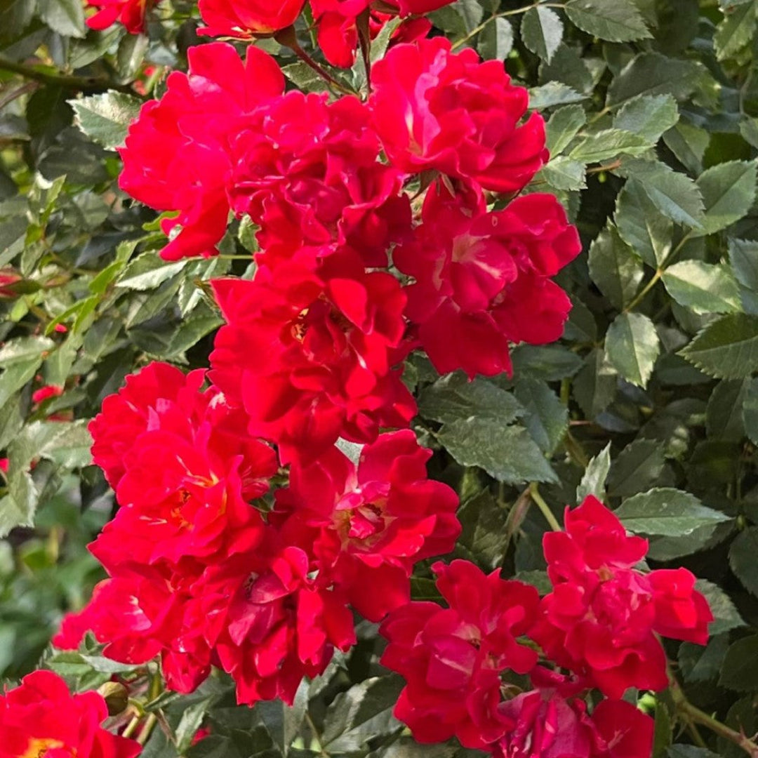 Red Drift Rose (Tree Form)