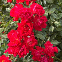 Red Drift Rose (Tree Form)