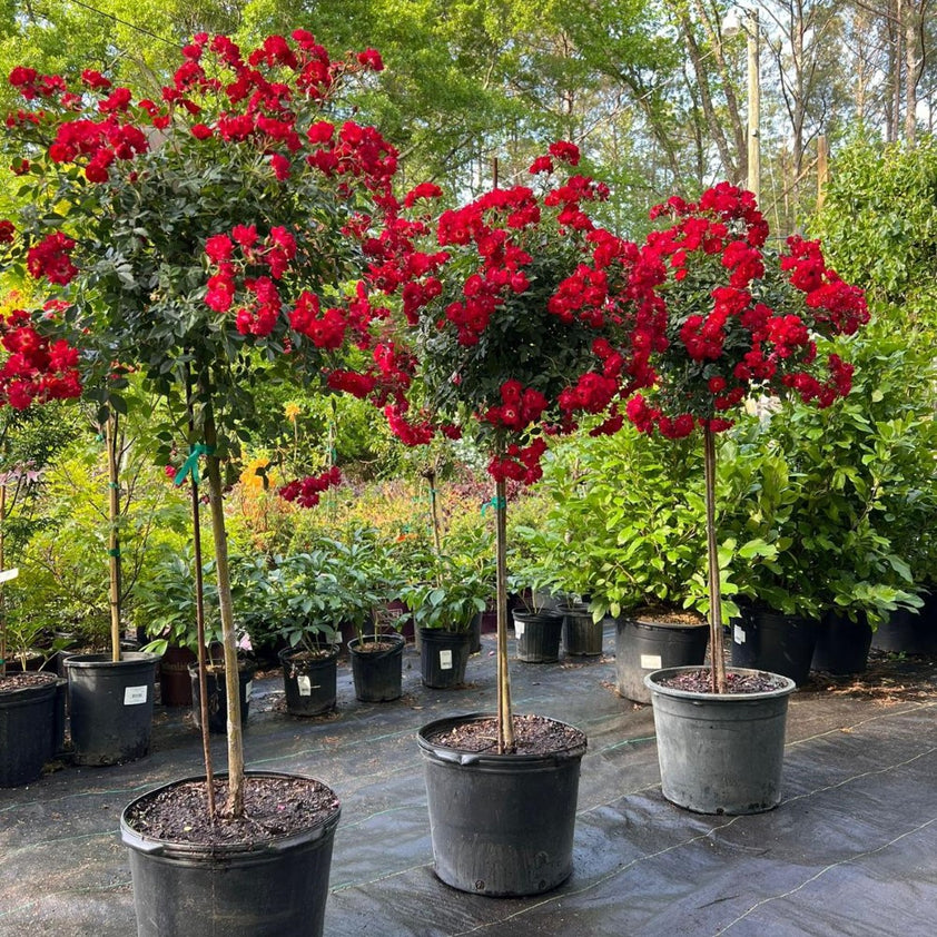 Red Drift Rose (Tree Form) for Sale | Pixies Gardens