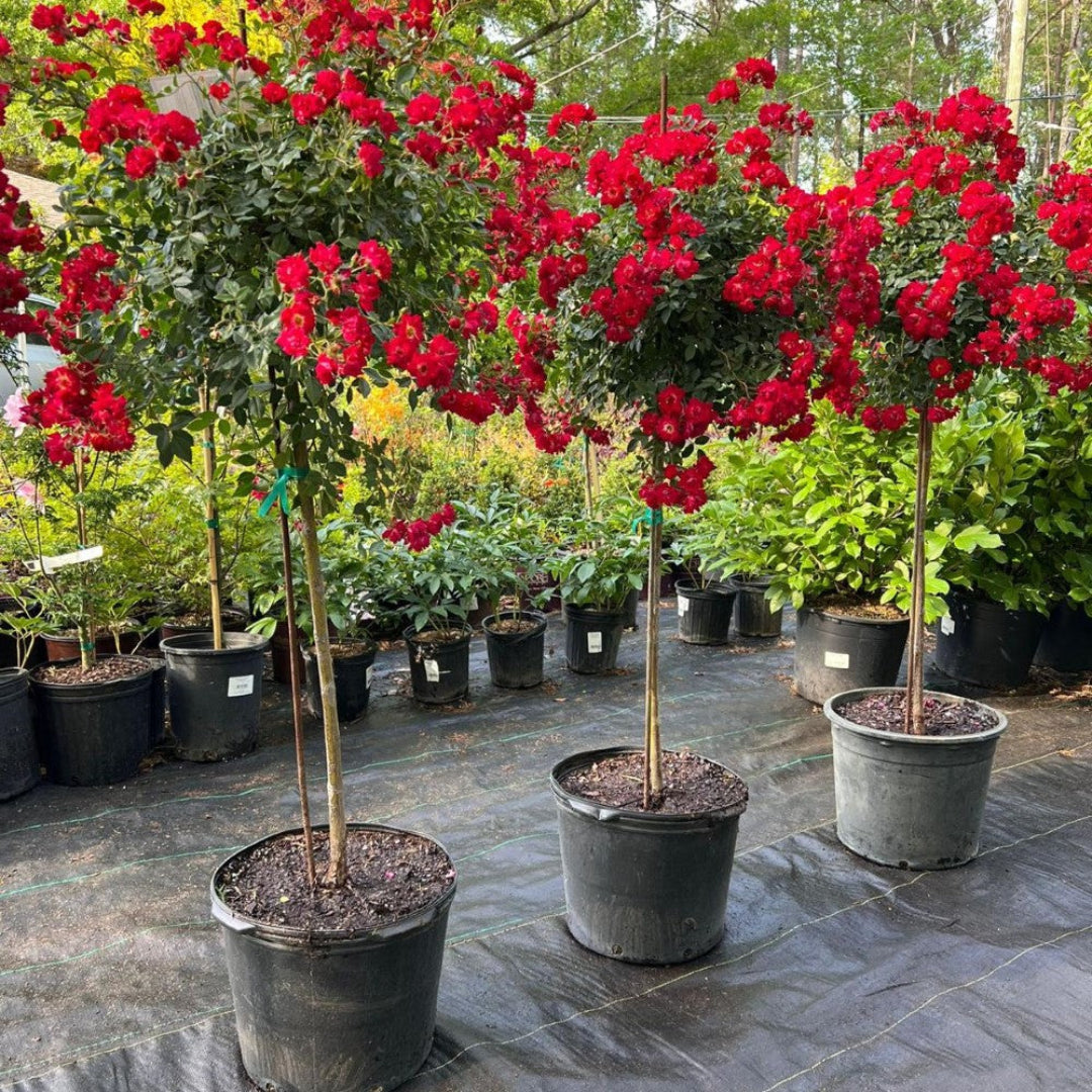 Red Drift Rose (Tree Form)