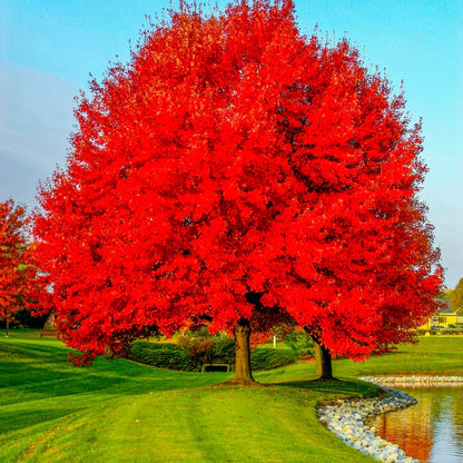 Sun Valley Red Maple Tree