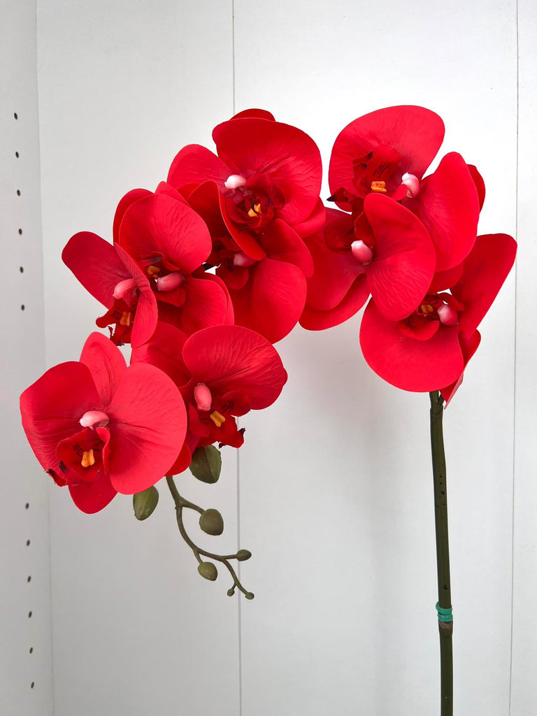 Gorgeous Red Orchid in Ceramic Pot