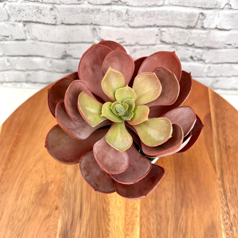 Stunning Artificial Crassulla Red Succulent