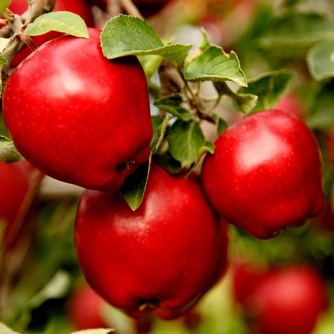 Red Delicious Apple Tree
