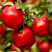 Close-up of Red Delicious apple fruit