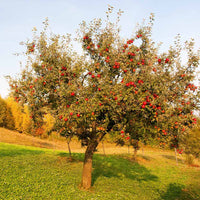 Full Red Delicious Apple Tree view