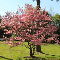 Red Dogwood tree in container with bright stems