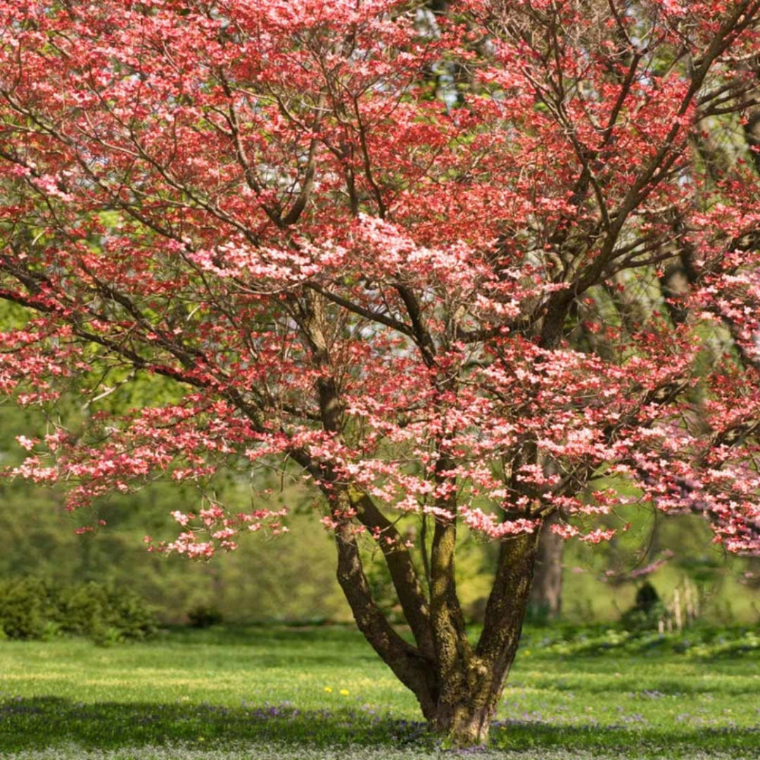 Planted Red Dogwood Tree with rich blooms