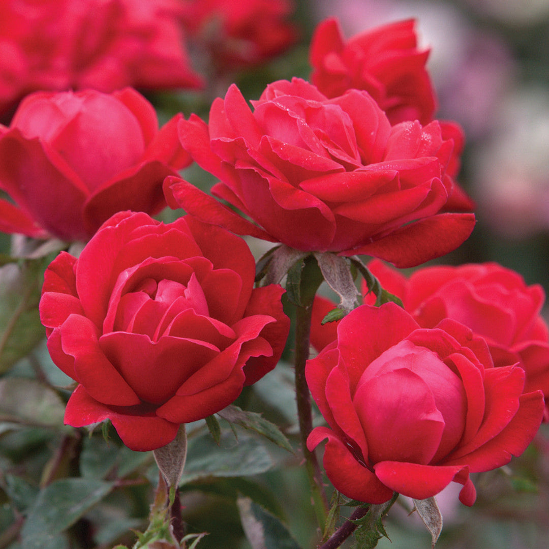 Double Knock Out Rose Shrub with Bright Red Blooms