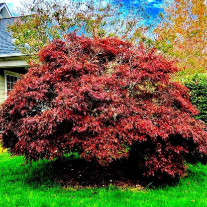 Red Dragon Japanese Maple plant with deep red, laceleaf foliage