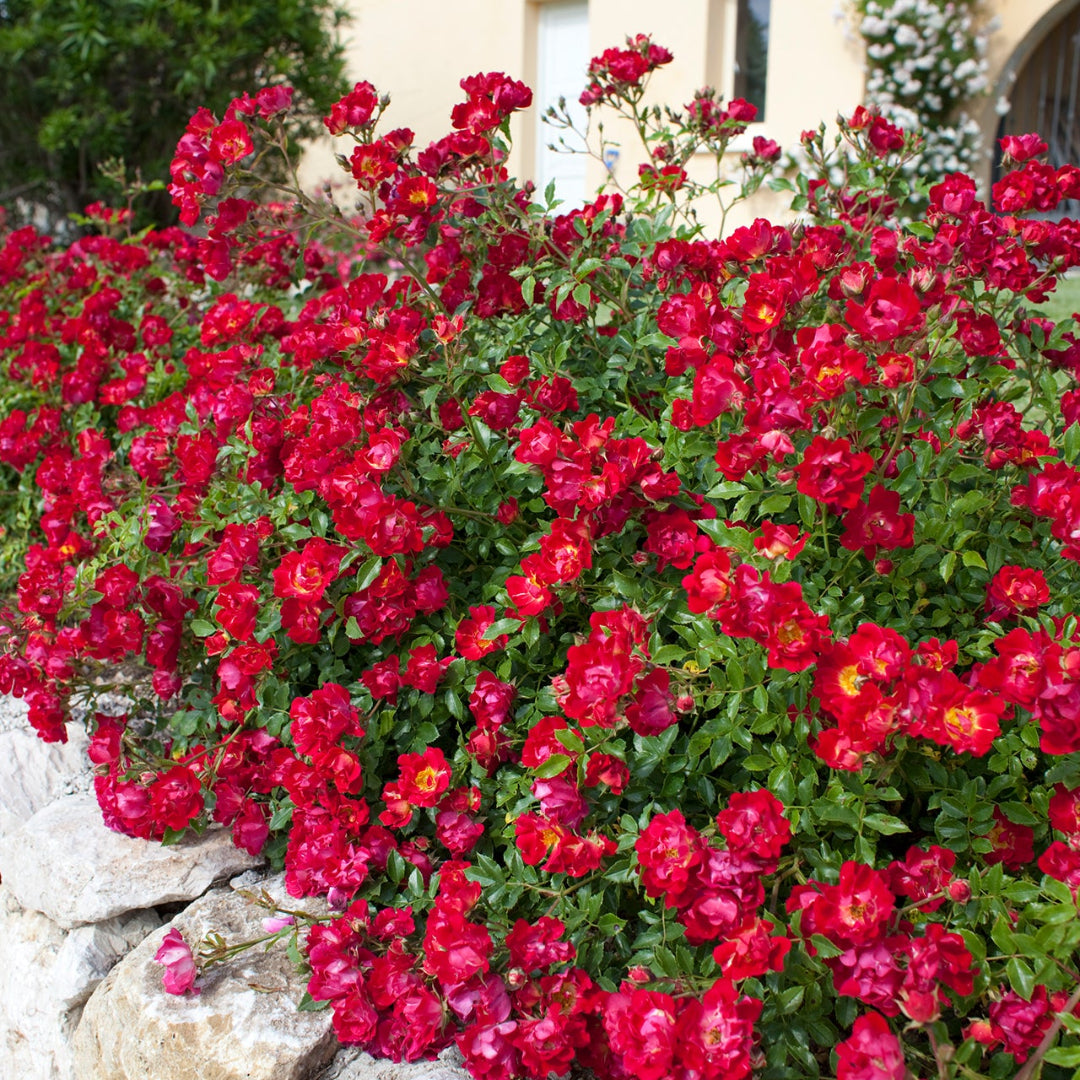 Red Drift Rose Flowering Shrub in Full Sun