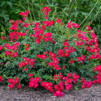 Red Drift Rose (Tree Form)