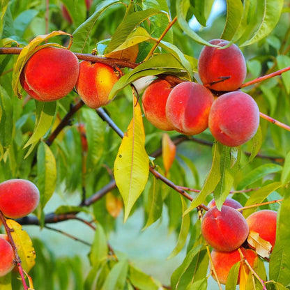 Red Haven Peach Tree
