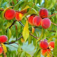 Red Peach Tree