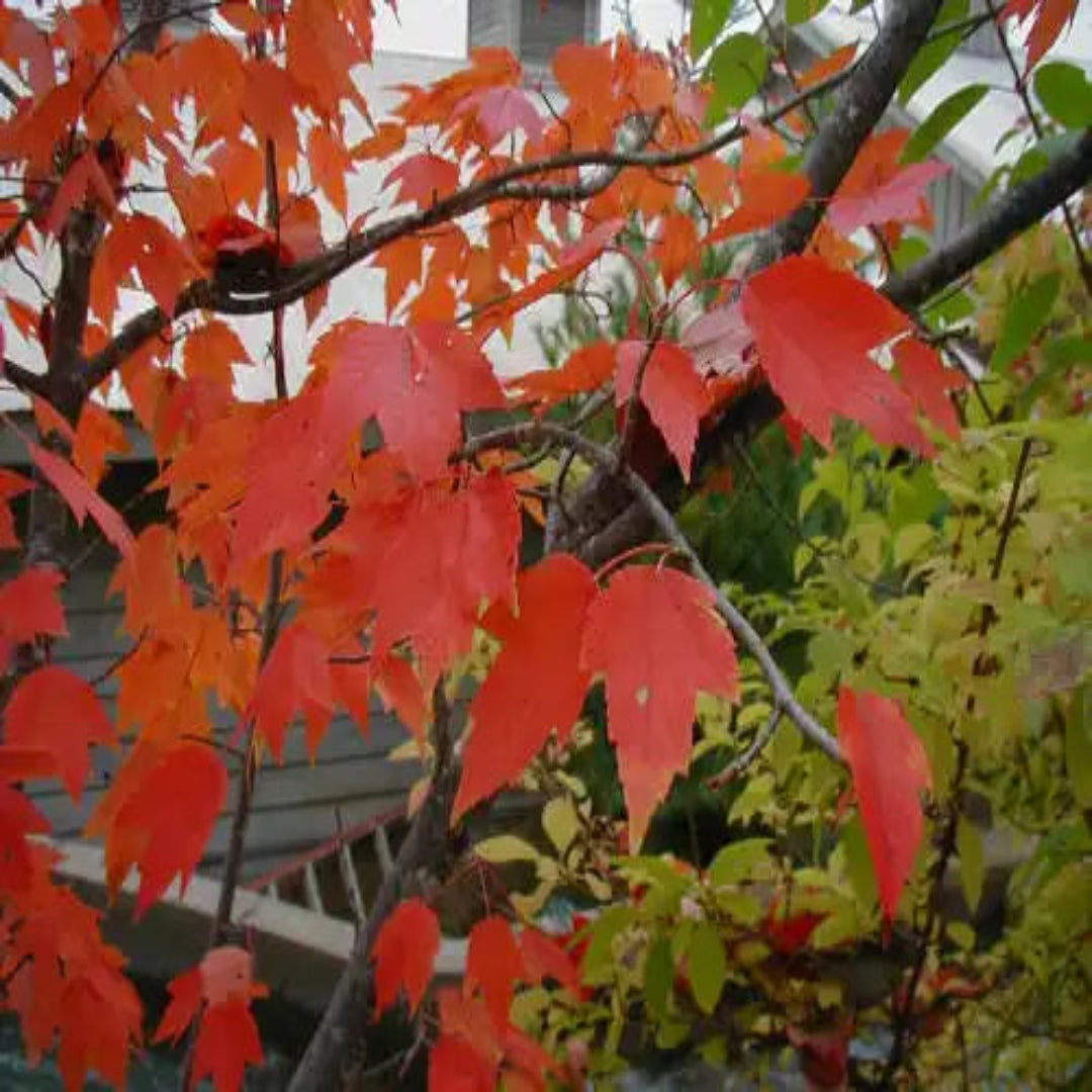 Summer Red Maple