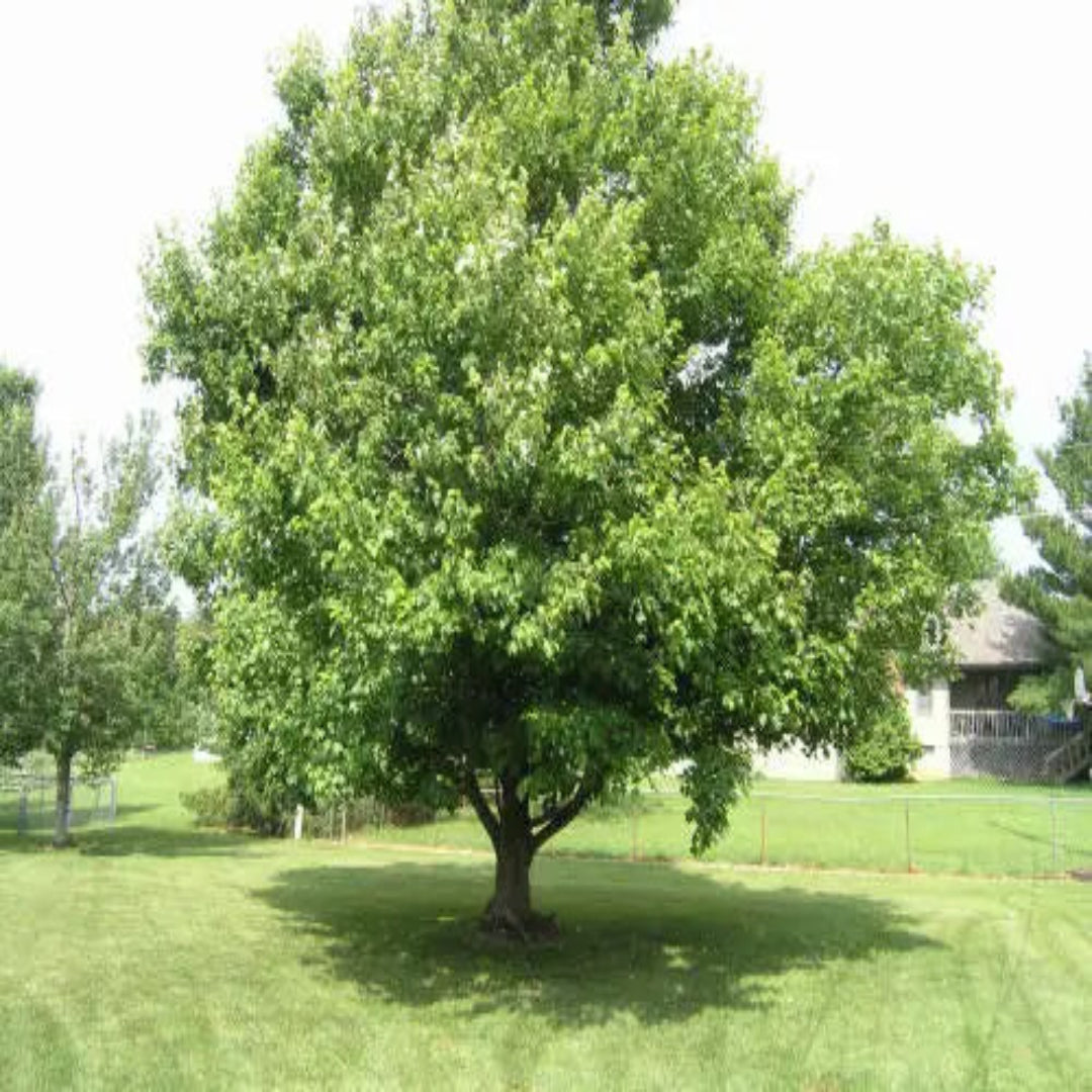 Summer Red Maple