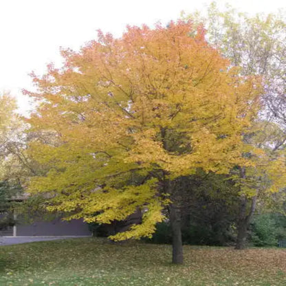 Summer Red Maple