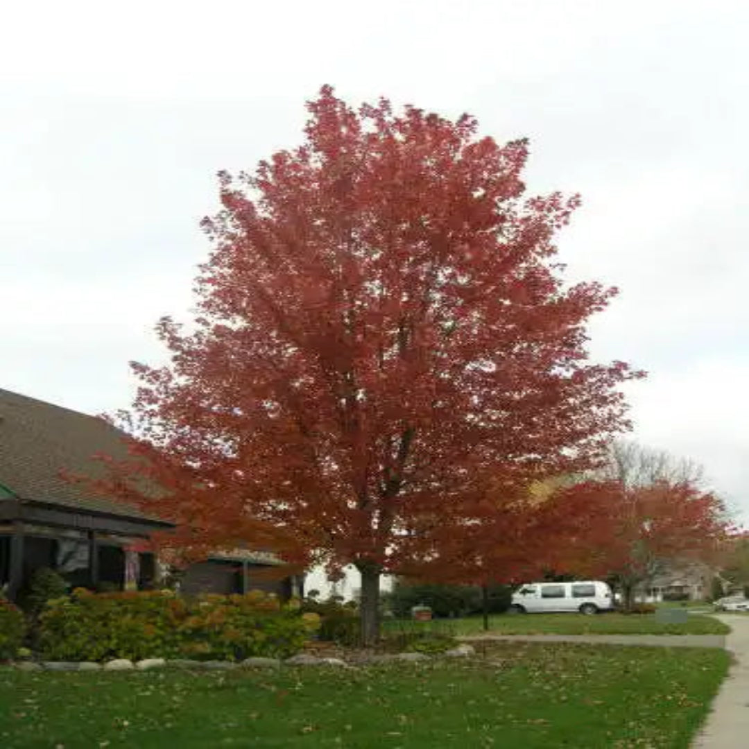 Summer Red Maple