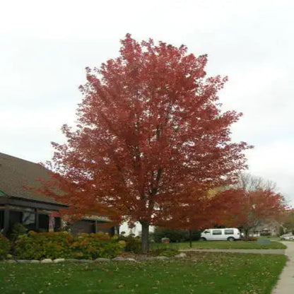Summer Red Maple
