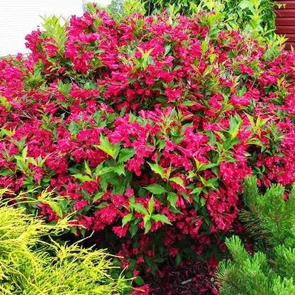 Princess Weigela Red