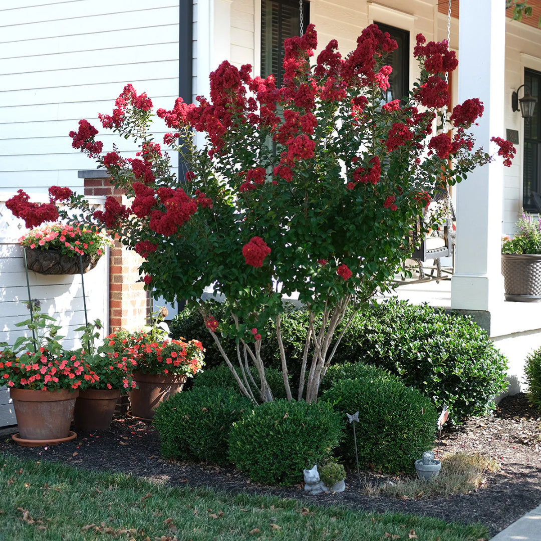 Red Rocket Crape Myrtle Tree