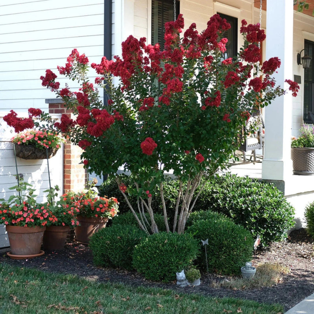 Young Red Rocket Crape Myrtle plant showing healthy green foliage