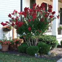 Young Red Rocket Crape Myrtle plant showing healthy green foliage