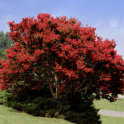 Red Rocket Crape Myrtle Tree Foliage and Flowers