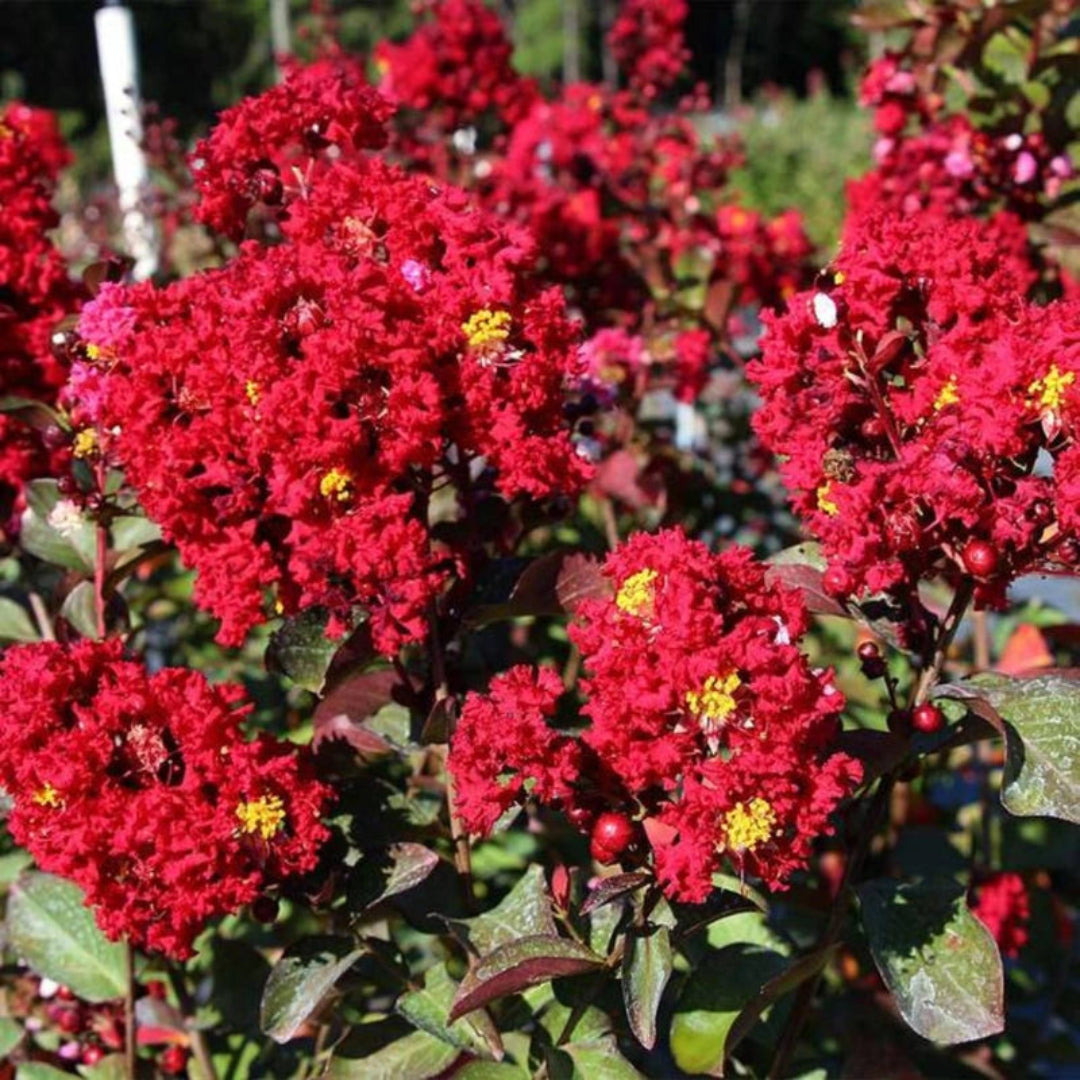 Red Rocket Crape Myrtle flower cluster with vivid red petals