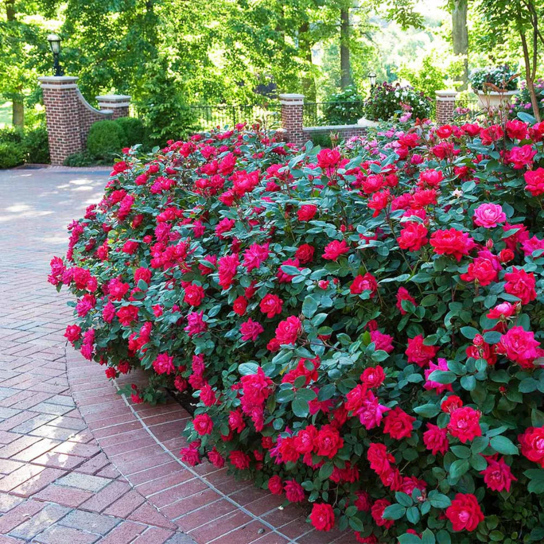 Radrazz Rose Shrub with Red Petals and Dense Growth