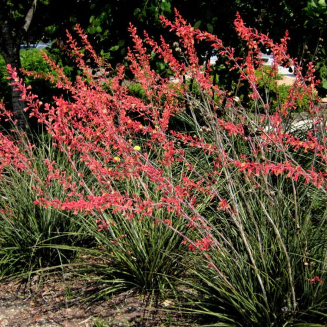Red Yucca