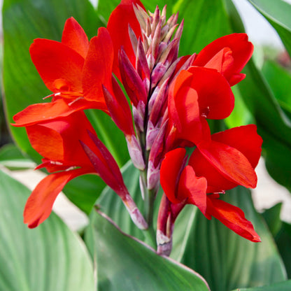 Red Canna Lilly, Blooms Late Spring To Early Frost