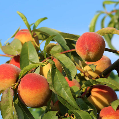 Redskin Peach Tree