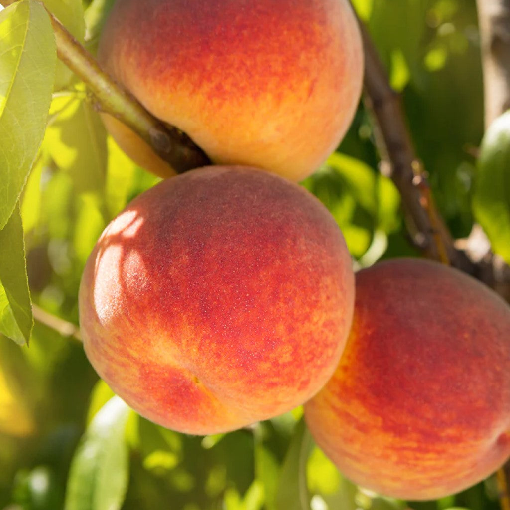 Redskin Peach Tree
