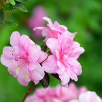 Rosebud Azalea