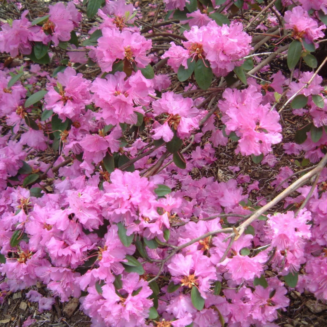 PJM Elite Rhododendron