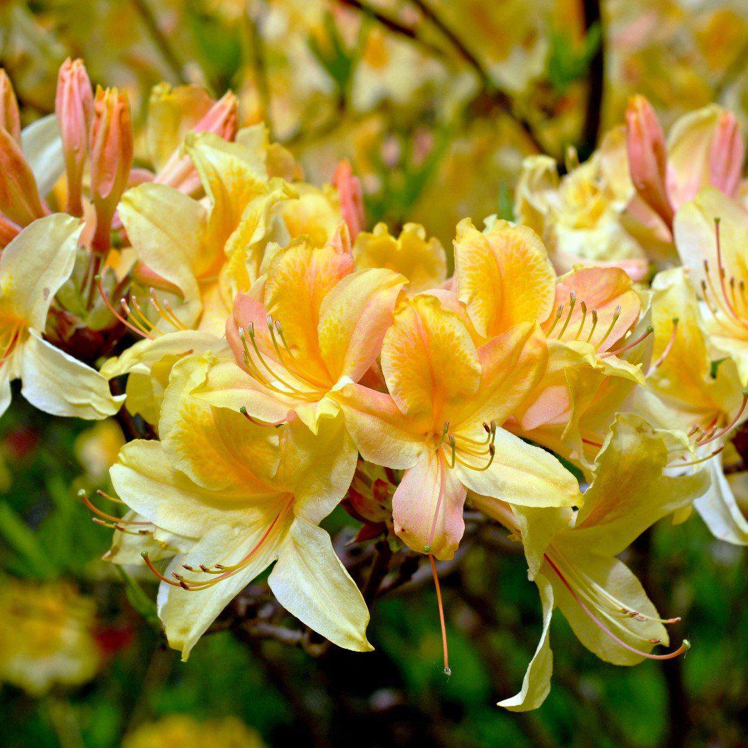 Solar Flare Sunbow Native Azalea