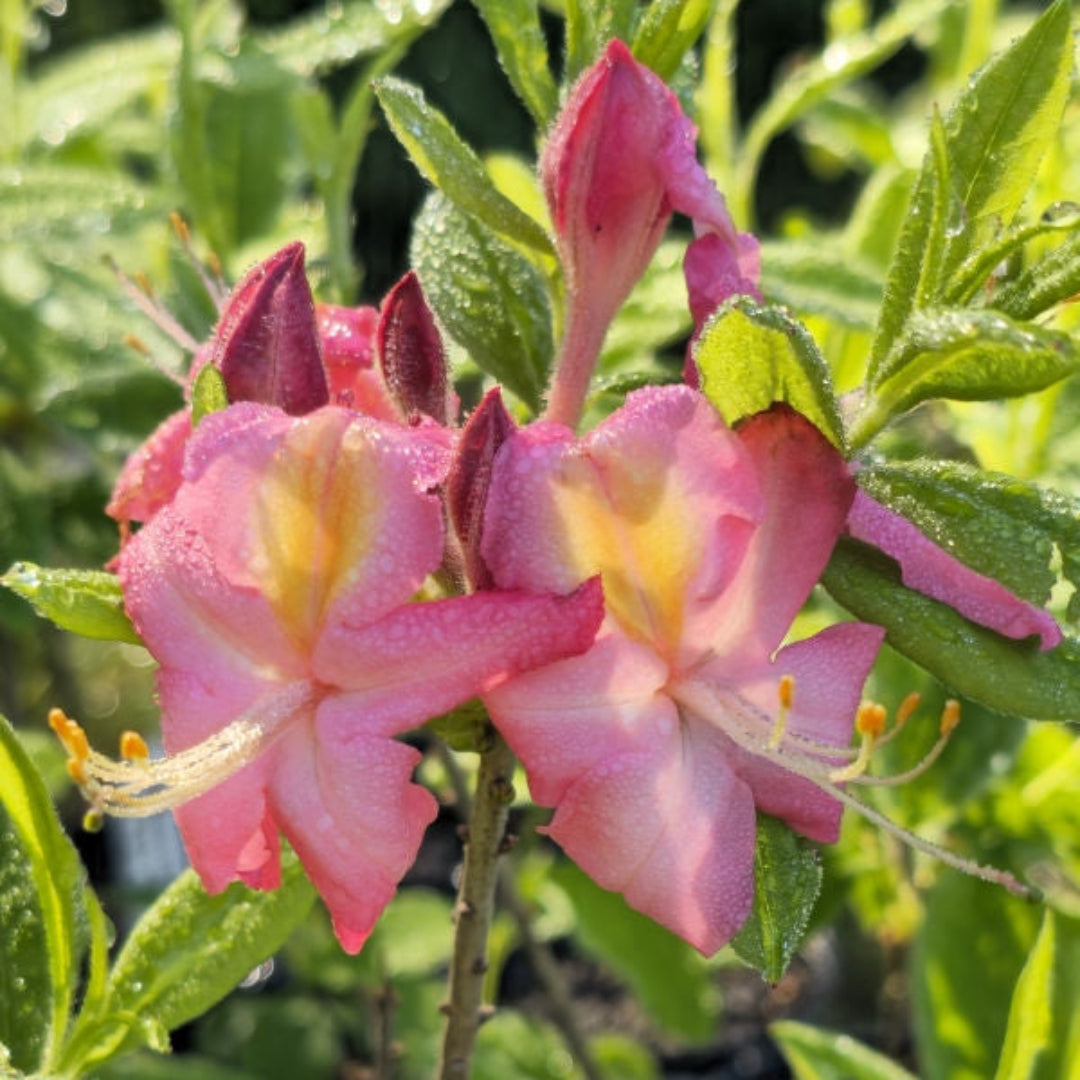 Country Cousin Rhododendron