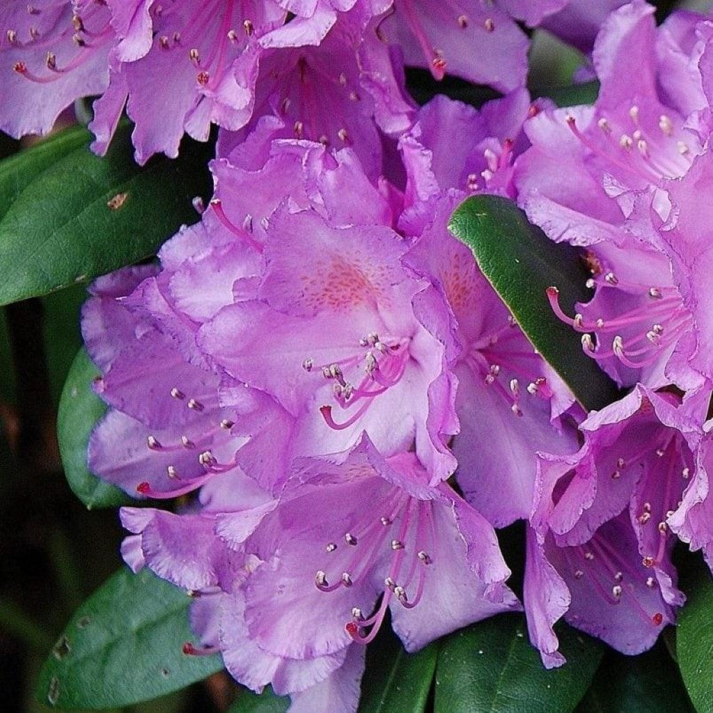 Rhododendron 'Abbey's Re-View'