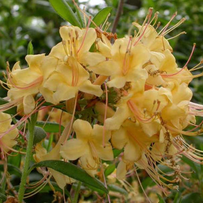 Rhododendron &