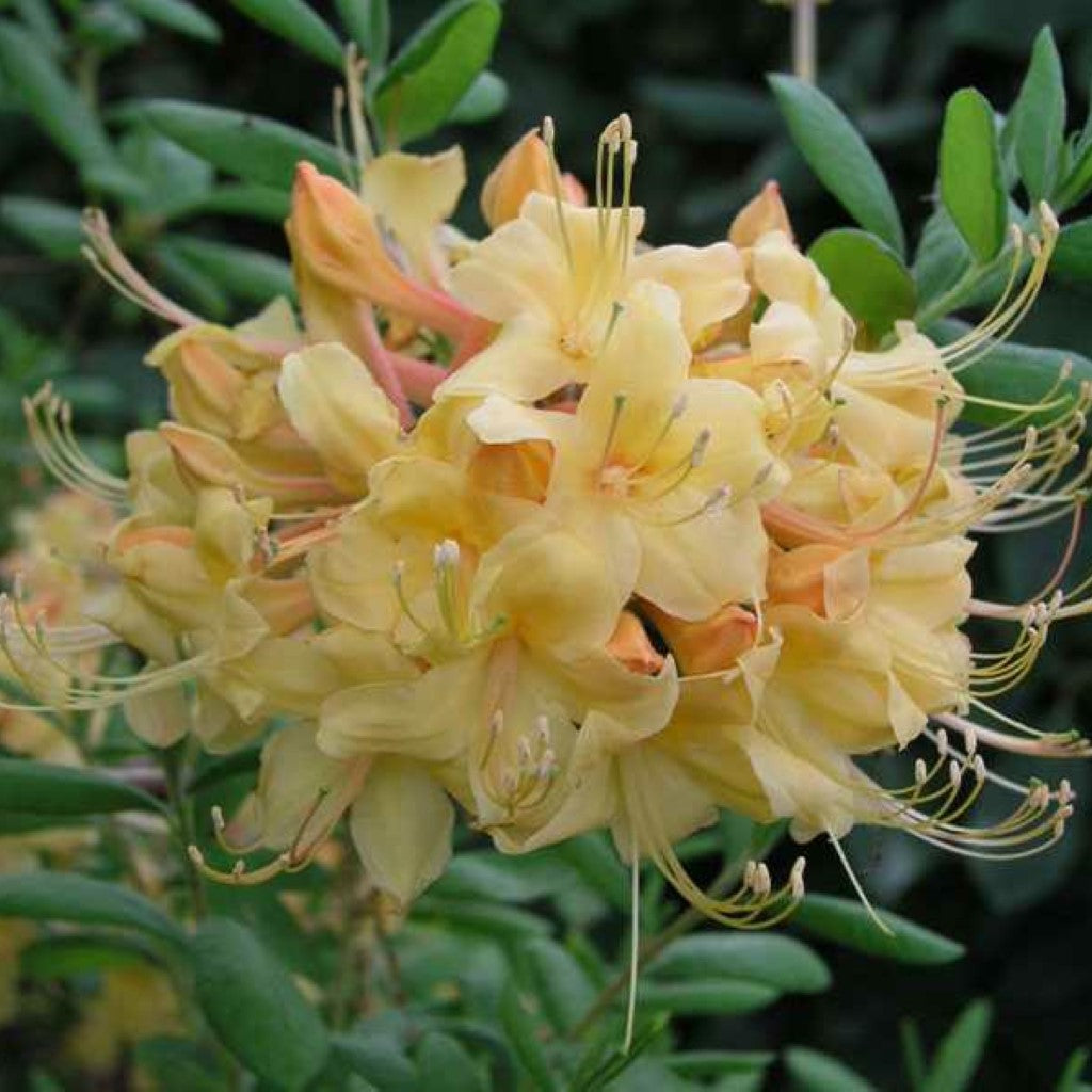 Rhododendron &