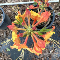Rhododendron ‘Tallulah Sunrise’ plant displaying bright orange blooms and fresh foliage
