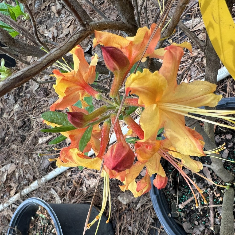 Rhododendron ' Talullah Sunrise'