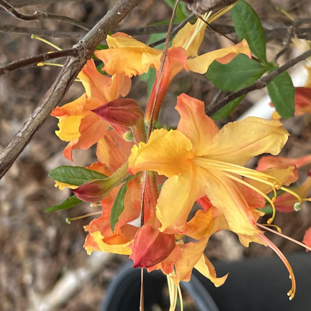 Rhododendron ' Talullah Sunrise'